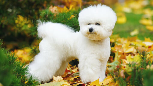 Bichon frise in bladeren