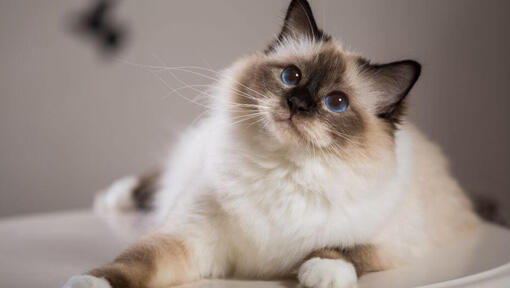 Chat Birman est allongé sur le canapé