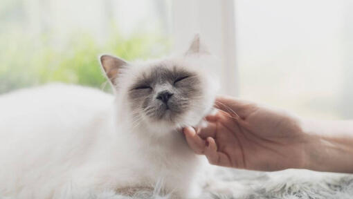 De vrouw streelt de Birmaanse kat, die op de vensterbank ligt