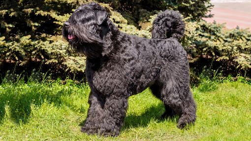 Bouvier Des Flandres staat op het gras