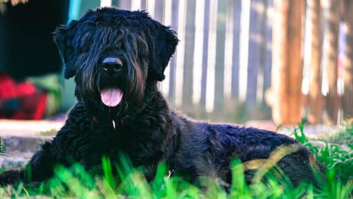 Bouvier Des Flandres allongé sur le sol