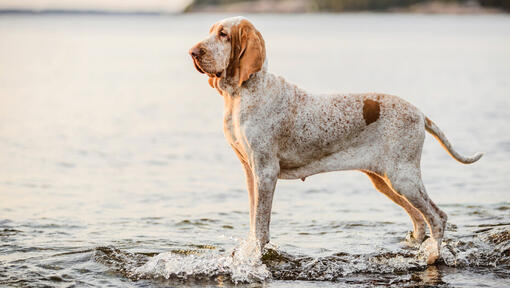 Bracco Italiano debout près de l'eau