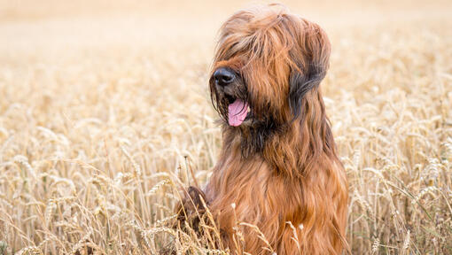 Briard zittend in het veld