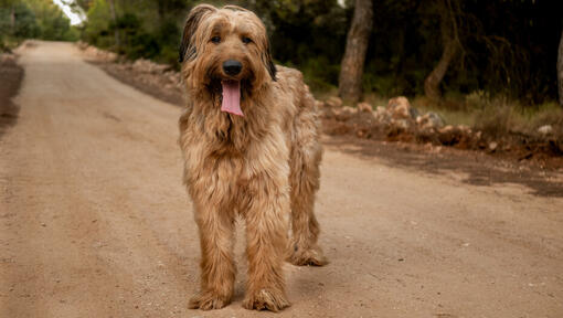 Briard die op de weg staat