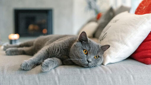 Chat British Shorthair fait une sieste sur le canapé