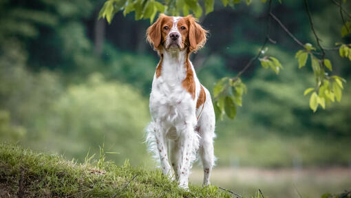 Bretagne marchant dans la forêt