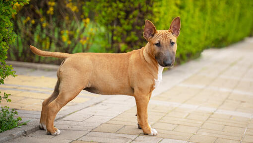 Bruine miniatuur Bull Terrier-puppy in de tuin