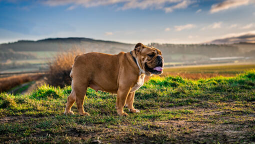 Bulldog debout sur le terrain