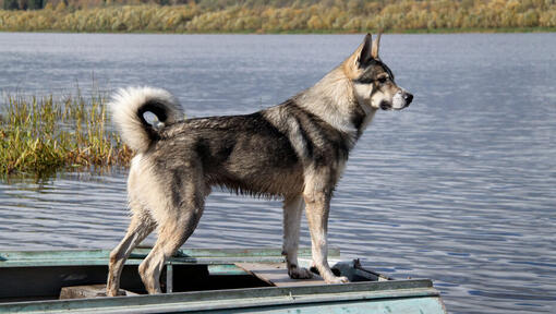 Canadese Eskimohond bij het water