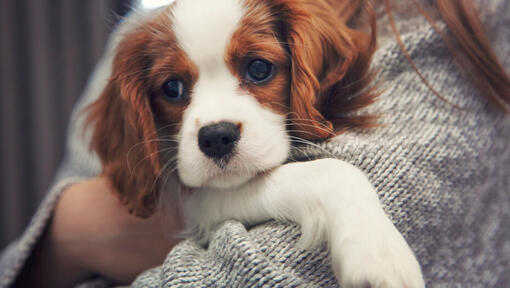 Cavalier King Charles Spaniel entre les mains du propriétaire