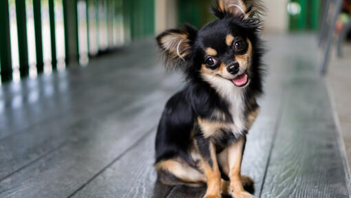 Chihuahua à poil long assis