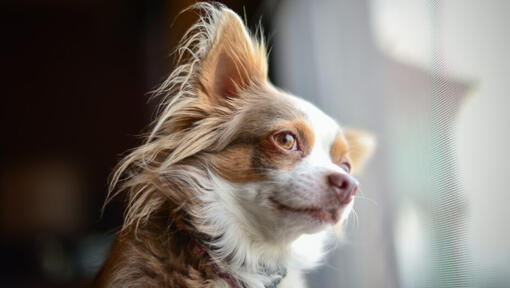 Brown Long Coated Chihuahua kijken