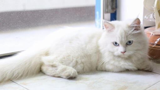 Chat Chinchilla est allongé sur le sol