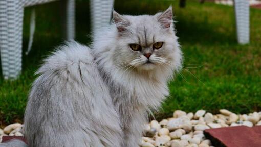 Chinchilla-kat met grijze vacht kijkt naar iemand