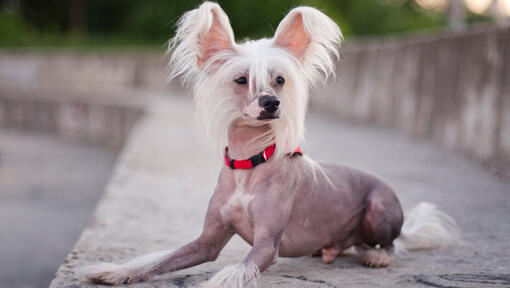 Chinese crested dog buiten zitten