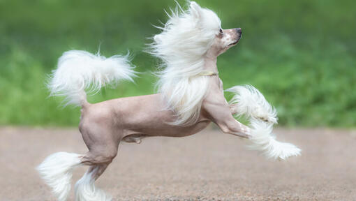 Chinese crested dog loopt buiten