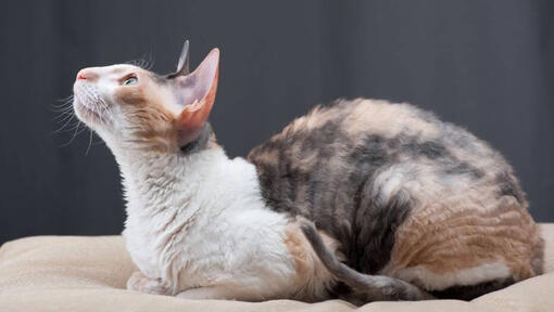 Cornish Rex-kat ligt op de bank