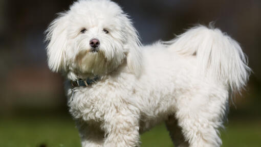 Witte pluizige hond die zich buiten bevindt