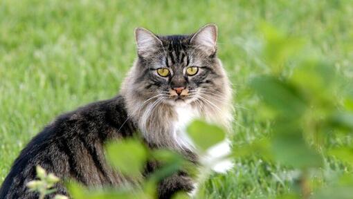 Cymrics kat staat in de tuin