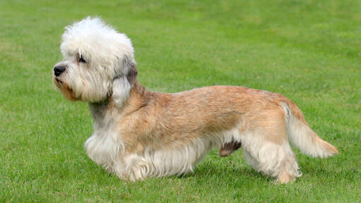 Dandie Dinmont Terrier staande op het gras
