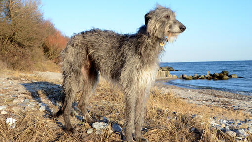 Grijze Deerhound staande op het strand.