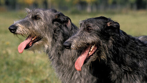 Twee zwartharige hertenhonden glimlachen.