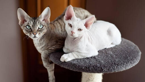 Twee Devon Rex-katten doen samen een dutje