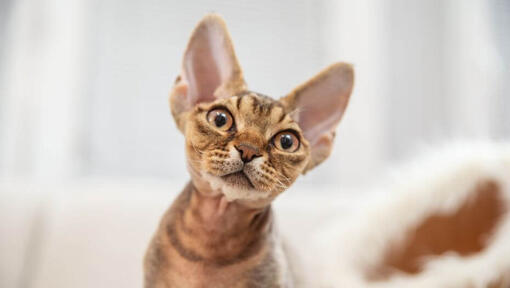 Het Devon Rex-katje let op iemand