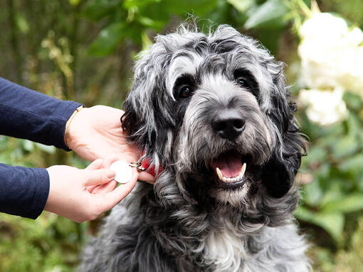 Propriétaire vérifiant le collier de chien