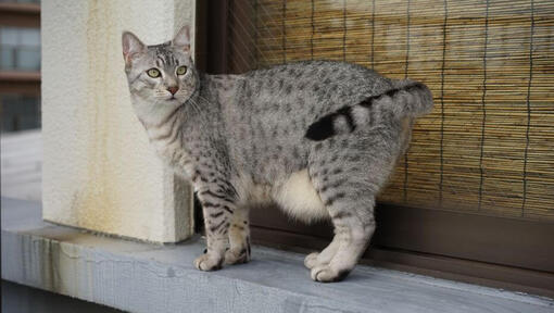 De zwangere Egyptische kat Mau loopt in de stad