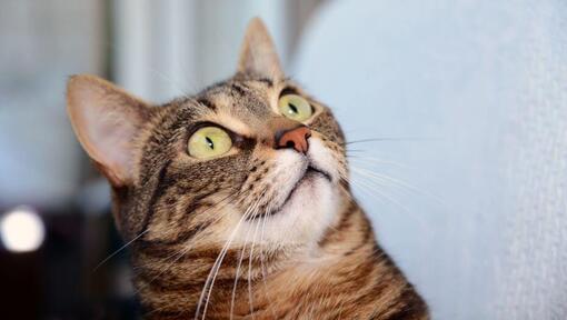De Egyptische kat Mau kijkt verbaasd naar iets