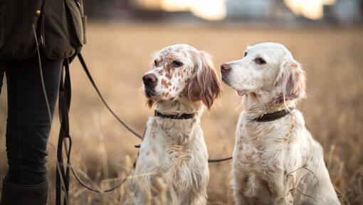 Deux setters anglais blancs regardant le propriétaire.