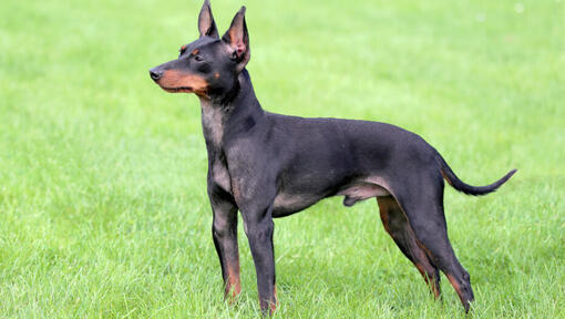 Toy Terrier anglais debout sur l'herbe 