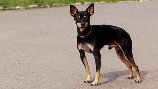 Engelse Toy Terrier die op de weg staat