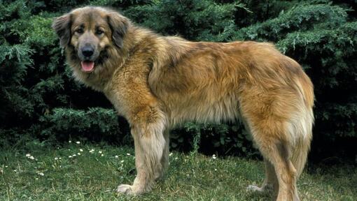 Estrela Mountain Dog staande op het gras