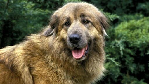 Estrela Mountain Dog kijken