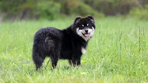 Finnish Lapphund debout sur le terrain