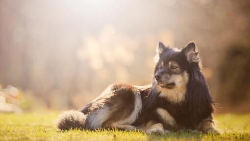 Finse Lappenhond die op het gras ligt