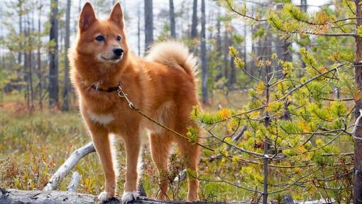 Spitz finlandais dans la forêt