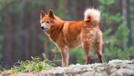 Spitz finlandais debout sur le rocher