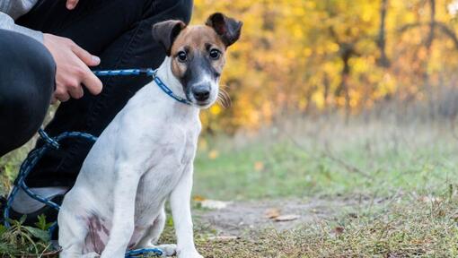 Glad gecoate Fox Terrier met blauwe kraag