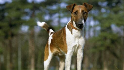 Fox Terrier met gladde vacht staande in het bos