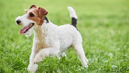 Wire Coated Fox Terrier spelen op het gras