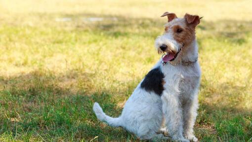 Fox Terrier met draad vacht zittend op het gras