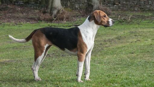 Foxhound in de velden 