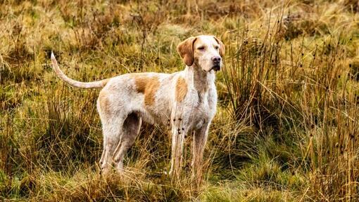 Foxhound staande op het gras