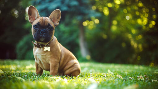 Bulldog debout sur le terrain