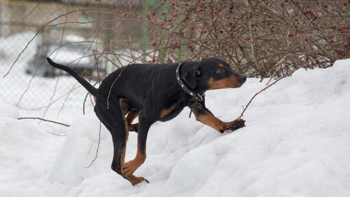 Duitse Pinscher spelen in de sneeuw