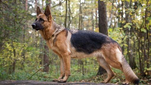 Chien de berger allemand dans la forêt