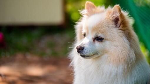 Duitse Mittel Spitz in de tuin